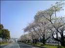 県営名古屋空港内　桜並木 　愛知県豊山町